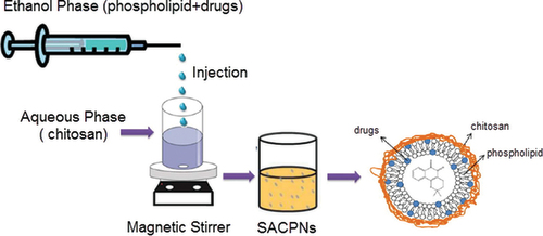 Figure 2. Schematic illustration of the preparation of SACPNs by the classic solvent injection method.