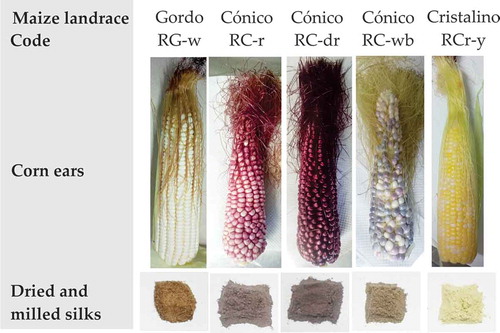 Figure 1. Images of the maize cobs and silks from the Mexican maize landraces used in this study.Figura 1. Imágenes de las mazorcas y sedas de maíz obtenidas de las razas nativas de maíces mexicanos utilizados en éste trabajo.