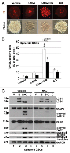 Figure 6. Inhibition of autophagy by CQ augmented SAHA-induced apoptosis in GSCs. (A) PI stain was performed after spheroid GSCs had been exposed to DMSO (vehicle), 5 μM SAHA alone, a combination of 25 μM CQ and 5 μM SAHA or 25 μM CQ alone for 24 h. (B) Spheroid GSCs were treated with SAHA (0 or 5 μM with/without CQ (25 μM) for 24 h. TUNEL assay was performed after the above procedure and finally an analysis was conducted by flow cytometry. **p < 0.01 on Student’s t-test, GSCs cotreated with SAHA and CQ compared with GSCs treated without CQ. #p < 0.05 on Student’s t-test, GSCs cotreatment with NAC, SAHA and CQ compared with GSCs cotreated with SAHA plus CQ. (C) Spheroid GSCs were treated SAHA (S: 5 μM) with/without CQ (25 μM) or NAC (10 mM) for 24 h. western blotting analysis was performed after the above procedure for spheroid GSCs, and to determine the conversions of LC3-I to LC3-II, cleaved CASP3 and PARP. In addition, the proteins of SQSTM1 were extracted by PARP buffer containing 2% (insoluble SQSTM1) or 0.1% SDS (soluble SQSTM1). GAPDH was a loading control. V: vehicle control; S: 5 μM SAHA; S+C: 5 μM SAHA + 25 μM CQ; C: 25 μM CQ, treatment for 24 h.