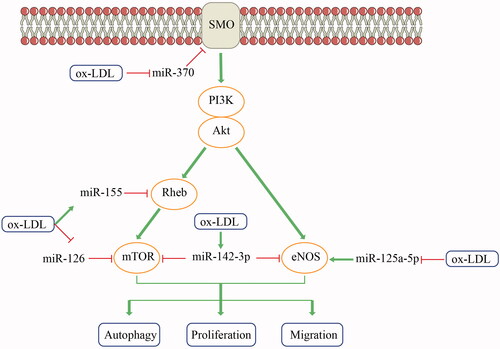 Figure 1. Ox-LDL-regulated microRNAs contribute to regulating the PI3K/Akt/mTOR and PI3K/Akt/eNOS signaling pathways, potentially influencing vascular endothelial cells. eNOS: endothelial nitric oxide synthase; miR: microRNA; mTOR: mammalian target of rapamycin; ox-LDL: oxidized low-density lipoprotein; PI3K/Akt: phosphatidylinositol 3-kinase/protein kinase B; Rheb: ras homolog enriched in brain; SMO: smoothened.