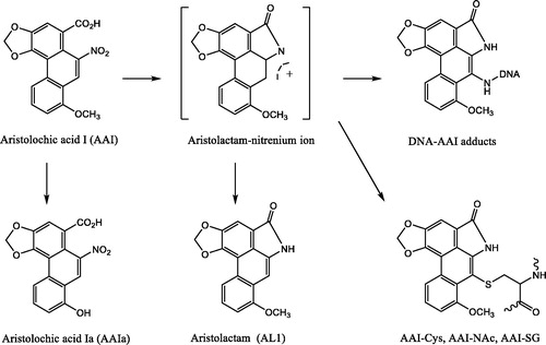 Figure 14. Metabolic pathways for AAI, including the newly identified detoxification of the aristolactam nitrenium ion intermediate by thiols.