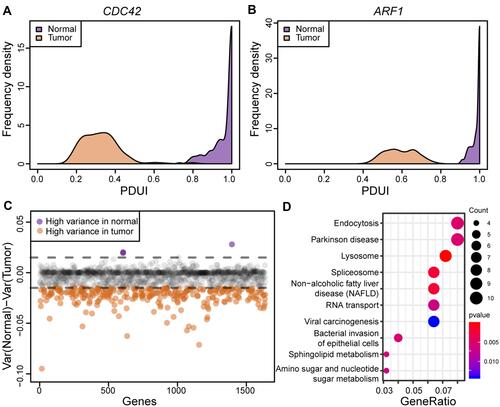 Figure 3 STAD patients show great heterogeneity in the usages of proximal PAS. (A and B) Plotting examples of 3ʹ-UTR shortening genes (ALDOA, RAC1). There is a tightly distributed 3ʹ-UTR-shortening gene in the normal pancreas (purple); however, the degree of proximal PAS usages varies greatly between STAD patients (orange). (C) PDUI variance plot of all genes between tumor and normal samples. Purple dots indicate genes with high variance in normal samples, and orange dots indicate genes with high variance in tumor samples. The dotted line indicates the cutoff value of ± 0.015. (D) Top 10 KEGG pathways with significant enrichment associated with 273 genes with high variance in STAD patients.