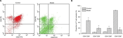 Figure 4 Changes in the proportions of lymphocyte subsets.Notes: (A) Upper left (quadrant 2) means the thymocytes combined with PE−CD4+ antibodies, Upper right (quadrant 1) means thymocytes which can be combined with both antibodies, Lower left (quadrant 3) means the cells combined with no antibodies, Lower right (quadrant 4) means the cells combined with FITC−CD8+ antibodies. (B) Proportions of T lymphocyte subsets in normal and H22-bearing mice. **p<0.01 vs control group.