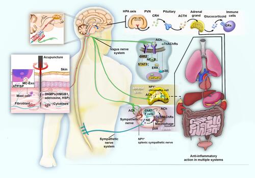Figure 3 The anti-inflammatory mechanisms of acupuncture from acupoint to target organs.