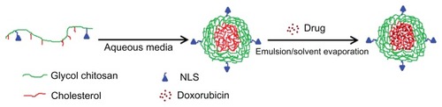 Figure 4 Schematic illustration of the preparation procedure of doxorubicin-loaded nuclear localization signal-conjugated cholesterol-modified glycol chitosan micelles by an emulsion/solvent evaporation method.Abbreviation: NLS, nuclear localization signal (Ac-CGYGPKKKRKVGG).