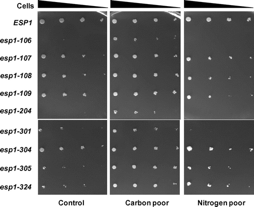 Fig. 3. Carbon-poor conditions alleviate the temperature sensitivities of some esp1-ts mutants.