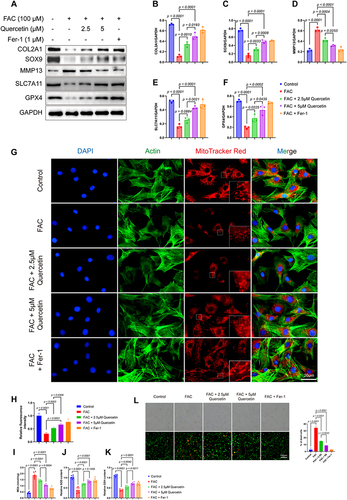 Figure 5 Quercetin alleviated FAC-induced ferroptosis in chondrocytes. (A) Protein analysis of five groups detected the protein expression of COL2A1, SOX9, SLC7A11, MMP13, GPX4 and GAPDH by Western blot. (B–F) Relative protein expression of COL2A1, SOX9, SLC7A11, MMP13 and GPX4. (G) Red MitoTracker staining of control, 100μM FAC treated, 100μM FAC with 2.5μM Quercetin treated, 100μM FAC with 5μM Quercetin treated group and 100μM FAC with 1μM Fer-1. Blue: DAPI; Green: Actin; Red: MitoTracker Red. (H) Relative fluorescence intensity of MitoTracker Red (n = 3). (I–K) Levels of MDA (I), SOD (J) and GSH (K) in the chondrocytes of different groups. (L) Live/dead assay of chondrocytes from different groups, (n = 3). Data represent the mean ± SD.