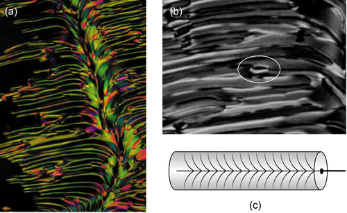 Figure 16. (Colour online) The filamentary texture of the Ns phase (x100) of RM230, at 76°C, forming off the disclination line (a), blow-up of a filament showing singularities, x300 (b), and structure of the splay line disclination (c).