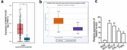 Figure 1. LncRNA TM4SF19-AS1 exhibits high expression in HNSCC. (a) The level of TM4SF19-AS1 in 519 HNSCC tissues and 44 normal tissues was obtained from GEPIA 2 database. (b) StarBase demonstrated TM4SF19-AS1 expression in HNSCC tissues. (c) RT-qPCR analyzed TM4SF19-AS1 expression in HNSCC cells and NOK cells. * P < .05, ** P < .01.