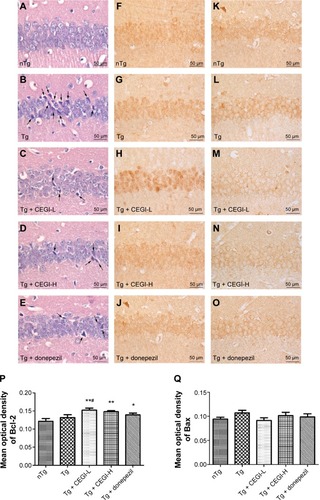Figure 4 Effects of CEGI on the neuronal morphology and expression of Bcl-2 family members in the CA1 region of the hippocampus in APP/PS1 mice.
