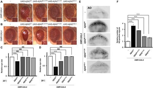 Figure 3. The morphology and cell death of Drosophila eyes expressing four Aβ42 transgenes. (a, b) Pictures showing the eyes of flies expressing different Aβ42 transgenes at different temperatures. Magnification of the pictures, ×50. (c, d) Graphs showing the relative sizes of the eyes of each experimental group (Tukey–Kramer test, n ≥ 19, ***p < .001, NS, not significant). (e) Fluorescent microscopic images of AO-stained eye imaginal discs expressing human Aβ42 using four different transgenic lines at 29°C. Magnification of the pictures, ×200. (f) A graph showing the relative number of AO-positive signals in the eye imaginal disc of each experimental group (Tukey–Kramer test, n ≥ 17, ***p < .001).