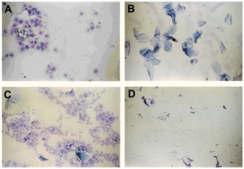 Figure 11 Photomicrographs of vaginal smears from female rats at (A) proestrus (nucleated epithelial cells), (B) estrus (cornified cells), (C) metaestrus (leukocytes, cornified, and nucleated epithelial cells), and (D) diestrus phase (leukocytes).