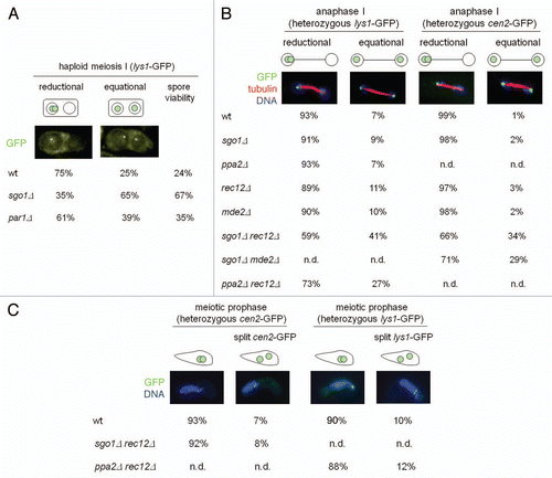 Figure 1 Sgo1 is required for co-segregation of sister chromatids during achiasmate meiosis I. (A) Analysis of sister-chromatid segregation during haploid meiosis I. The indicated strains were sporulated, stained with Hoechst 33342 and examined under the fluorescence microscope. Segregation of chromosome I (labeled with lys1-GFP) was scored in 100 dyads. Spore viability was determined by dissection of dyads (80 spores were analyzed for each strain). The genotypes of strains are listed in the Table 1. (B) Analysis of sister-chromatid segregation during anaphase I. The indicated strains were sporulated, fixed, stained with Hoechst 33342 and antibodies against tubulin and GFP, and examined under the fluorescence microscope. Segregation of chromosome I (heterozygous lys1-GFP) and chromosome II (heterozygous cen2-GFP) was scored in 100 anaphase I cells. In wild-type cells, we attribute the rare cases of segregation to opposite poles of sister lys1-GFP sequences to recombination taking place between cen1 and lys1. (C) Analysis of sister chromatid cohesion during meiotic prophase. Cells were prepared as in (B) and sister chromatid cohesion was assayed in horsetail nuclei using strains where one copy of either chromosome I (heterozygous lys1-GFP) or chromosome II (heterozygous cen2-GFP) was labeled with GFP.