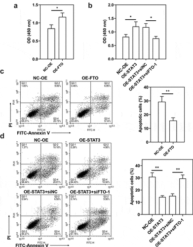 Figure 8. Role of STAT3-FTO in the doxorubicin-induced viability loss and apoptosis of Hs578T cells. Hs578T cells were transfected with FTO overexpression plasmids and co-transfected with STAT3 overexpression plasmids and FTO siRNA-1 for 48 h and then exposed to doxorubicin for 24 h. a, b Cell viability was measured by CCK-8 assay. c, d Apoptotic Hs578T cells were detected by Annexin V/PI staining. *p < 0.05, **p < 0.01. Dox, doxorubicin; OD, optical density; PI, propidium iodide; NC-OE, empty vector; OE-FTO, FTO overexpression; OE-STAT3, STAT3 overexpression; siNC, negative control siRNA; siFTO-1, FTO siRNA-1