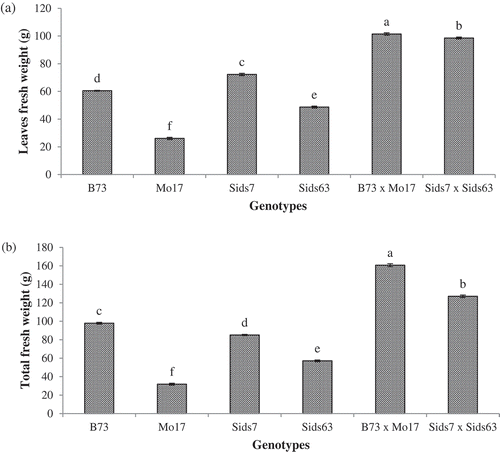 Figure 3. Variability in fresh weight of leaves (a) and total aboveground parts (b) in the tested parental inbreds and their single cross hybrids during early vegetative growth. Shown are the means of the tested traits ± standard error. Means with different letters indicate significant statistical difference among genotypes at (P ≤ 0.05).