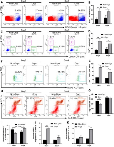 Figure 2. Cryo-induced T-cell infiltration into distant tumors and analysis of their dynamics. Cryo was administered as described in Figure 1, and the left unablated breast tumor tissue was taken and digested to produce a single cell suspension or used for RNA extraction. A, Representative flow cytometric plots (Rfcp) of CD45+ immune cells in tumor tissue on Day 3 and Day 9 after Cryo (single cell gate). B, Percentage of CD45+ TILs. C, Rfcp of CD4+ and CD8+ T cells (CD45+ gate). D, Percentage of CD8+ TILs. E, Percentage of CD4+ TILs. F, Rfcp of FoxP3+ cells (CD4+ gate). G, Percentage of Treg cells. H, Rfcp of MDSCs. I, Percentage of MDSCs. J, Relative mRNA expression levels of the Th1-type cytokine TNF-α. K, Relative mRNA expression levels of the Th2-type cytokine IL-4. All results are representative of three independent experiments with five mice per group.