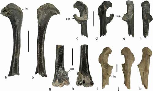 Figure 8. Undetermined avian bones from the early Eocene of the Nanjemoy Formation. (a), (b) Aves indet. B, right humerus (USNM PAL 771608) in caudal (a) and cranial (b) view. (c)‒(f) Aves indet. C, extremitas omalis of right coracoid (USNM PAL 771601) in dorsal (c), ventral (d), lateral (e), and medial (f) view. (g), (h) Aves indet. D, distal end of left humerus (USNM PAL 771604) in cranial (g) and caudal (h) view. (i)‒(k) Aves indet. E, extremitas omalis of left coracoid (USNM PAL 771606) in dorsal (i), ventral (j), and medial (k) view. Abbreviations: fns, foramen nervi supracoracoidei; ldg, ledge formed by processus procoracoideus; ppc, processus procoracoideus; psd, processus supracondylaris dorsalis; tbd, tuberculum dorsale. The scale bars equal 5 mm. [Colour online].