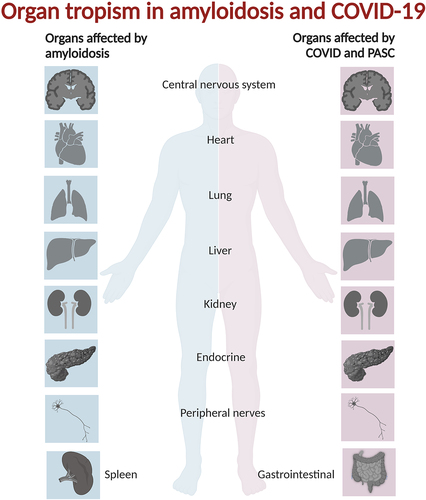 Figure 1. Organs and tissues affected by systemic and localized amyloidosis are in many instances overlapping with those afflicted by acute COVID-19 and PASC.