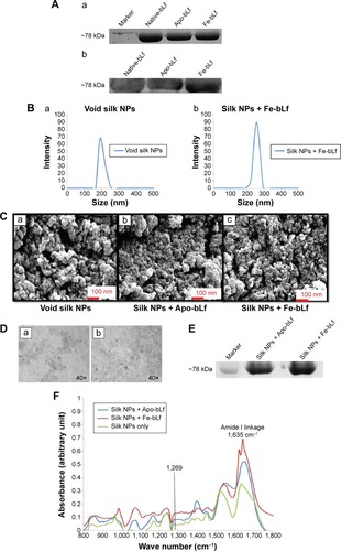 Figure 1 Characterization of silk + bLf NPs.Notes: (A) Synthesis and purification of bLf forms was confirmed by (a) SDS-PAGE and (b) Western blotting. (B) DLS colorimetry confirmed the size of void NPs to be approximately 150–250 nm (a), while the silk + bLf NPs (b) were 200–300 nm in size. (C) SEM confirmed an irregular shape (a, b and c); however, NPs were of uniform size. (D) Sonication was used to prevent aggregation of (a) void, and (b) silk + bLf NPs, as seen in microscopic images obtained at 20× magnification. (E) Loading of bLf in silk NPs was confirmed using Western blotting. (F) FTIR spectra revealed the presence of amide peaks, confirming the loading of bLf on silk NPs.Abbreviations: NP, nanoparticle; bLf, bovine lactoferrin; Apo-bLf, apo-bovine lactoferrin; Fe-bLf, iron-saturated bovine lactoferrin; SDS-PAGE, sodium dodecyl sulphate polyacrylamide gel electrophoresis; DLS, dynamic light scattering; SEM, scanning electron microscopy; FTIR, Fourier transform infrared.