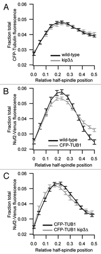 Figure 4 Fluorescently tagged tubulin alters kinetochore distribution. CFP-tubulin and Nuf2-Venus distributions were measured as described in Materials and Methods. The origin of the x-axis designates the spindle pole and spindle position 0.5 denotes the spindle equator. The error bars represent the standard error of the mean. (A) Average distributions of CFP-tubulin fluorescence. Wild-type strain MMWY113-13B in black, N = 112; kip3Δ strain MMWY113-18A, in grey, N = 154. (B and C) Average distributions of Nuf2-Venus fluorescence. (B) Wild-type strain MSY107-33B in black, N = 94; CFP-TUB1 strain MMWY113-13B in grey, N = 112. (C) CFP-TUB1 strain MMWY113-13B in black, N = 112; kip3Δ CFP-TUB1 strain MMWY113-18A in grey, N = 154.