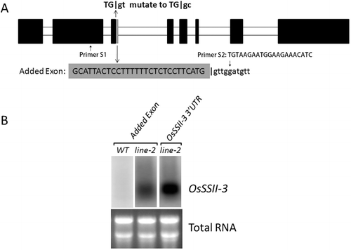 Figure 5. Alternative splicing in intron-3 of SSII-3. (A) Schematic representation; black boxes represent the exon; grey boxes represent the added 28-bp exon. (B) Northern blots. The 28-bp probes could be detected in total RNA separated from transgenic rice line 2.