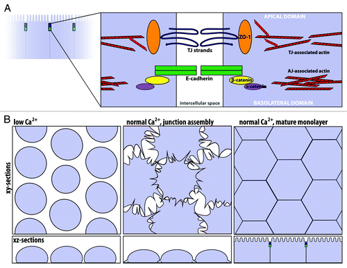 Figure 2. The apical junctional complex and calcium-switch model of junction assembly. (A) The tight junction and adherens junction, and their associated actin cytoskeleton, comprise the apical junctional complex. The tight junction strands form a semi-permeable barrier, and ZO-1 functions as a tight junction scaffolding protein. At the adherens junction, the cadherin-catenin complex contributes to cell adhesion. The apical junctional complex separates the apical and basolateral domains. (B) In the calcium-switch model, junctions are disassembled by removing calcium (left, low Ca2+). Upon calcium re-addition (center), the junctions begin to assemble, and radial actin cables are observed at early cell-cell contacts. Cells are fully polarized in a mature monolayer (right).