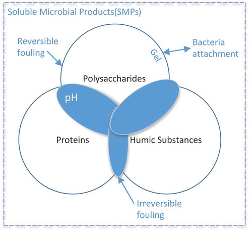 Figure 1. Organic fouling development by biopolymers.