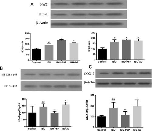 Figure 9. Expression of Nrf2/HO-1 protein (A), NF-KB/TNF-α and COX-2 in rat kidney (n = 10; #p<.05 vs. control, *p<.1 vs. control, ##p<.01 vs. control, **p<.01 vs. control).