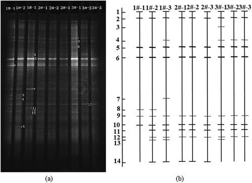 Figure 6. DGGE of 16S rDNA of atmospheric bacterial community