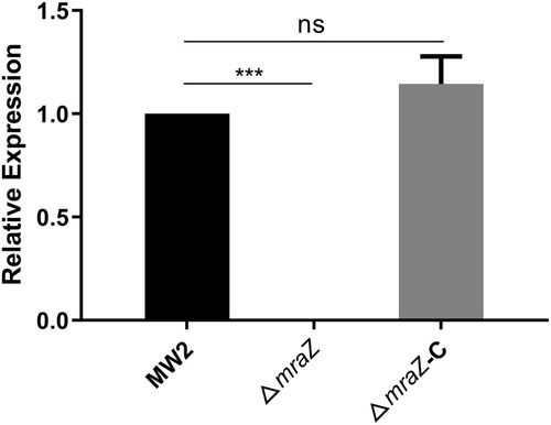 Figure 1 Validation of the mraZ expression level of the knockout strain and complementary strain. The mraZ expression level of the wild strain used as a control, was regarded as 1. ***p<0.001; ns, p≥0.05.