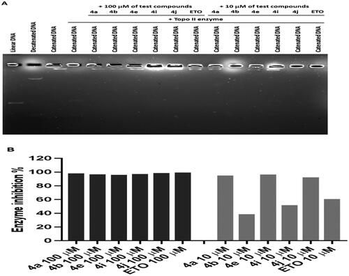 Figure 7. The effect of ciprofloxacin hybrids 4a, 4b, 4e, 4i, 4j, and etoposide (ETO, positive control in Topo-II assay) on the activity of human topoisomerase II. (A). Agarose gel electrophoresis of human topoisomerase II assay. (B). Topo-II inhibitory activity of ciprofloxacin hybrids.