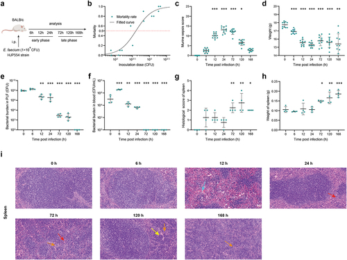 Figure 1. E. faecium infection causes severe septic peritonitis. (a) Scheme showing the experimental schedulefor E. faecium infection. (b) Mortality after E. faecium at different doses, n = 10. (c) Murine sepsis score after E. faecium at the sublethal dose. (d) Mice weight change after E. faecium at the sublethal dose. (e–f) Bacterial burden in PLF and blood. (g) Histological score of spleen. (h) spleen weight. (i) Histological analysis of spleen, liver and kidney by hematoxylin and eosin (H&E) staining. Red arrows indicate inflammatory cell infiltration, light blue arrows indicate hemorrhage, yellow arrows indicate karyorrhexis, orange arrows indicate the presence of multinucleated giant cells (original magnification ×20). *: P < 0.05, **: P < 0.01, ***: P < 0.001 when compared to 0 h.