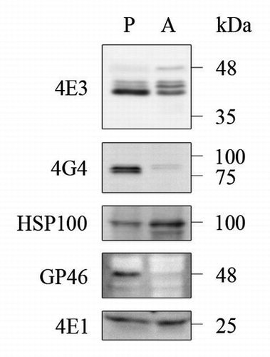 Figure 4. Differential expression of LeishIF4E-3 and LeishIFG-4 in promastigotes and axenic amastigotes. Whole cell extracts of wild type L. amazonensis late-log phase promastigotes (P) and axenic amastigotes, 9 d after differentiation was initiated (A), were separated by SDS-PAGE and subjected to western analysis using specific antibodies against GP46, HSP100, LeishIF4E-1, LeishIF4E-3 or LeishIF4G-4. LeishIF4E-1, which remains unchanged throughout differentiation, served as the loading control.