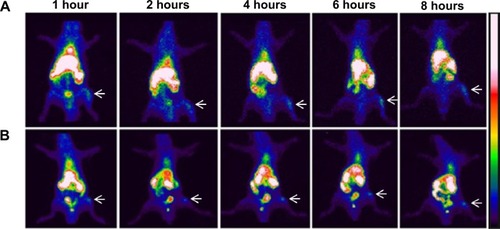 Figure 3 Scintigraphic images of rats infected with S. aureus (anterior view) after intravenous injection of BT-CFT-LC-Lip (A) or CFT-LC-Lip (B).Notes: The images were taken at intervals of 1, 2, 4, 6, and 8 hours. The white arrows indicate the location of the infectious focus.Abbreviations: BT-CFT-LC-Lip, alendronate-coated long-circulating liposomal formulation containing 99mtechnetium labeled CFT; CFT, ceftizoxime; CFT-LC-Lip, LC-LipECS containing 99mTc-CFT; LC-LipECS, Long circulating aPEG-DSPE:EPC:Chol:SA liposomes.