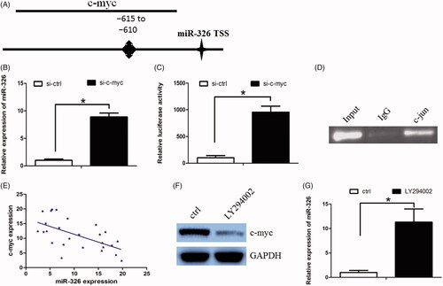 Figure 4. c-myc decreased miR-326 expression through biding at its promoter. (A)The putative transcription factor-binding site of c-myc at miR-326 promoter region. (B) c-myc down-regulation increased miR-326 expression. (C) c-myc down-regulation increased miR-326 promoter luciferase activity. (D) The CHIP assay confirmed that c-myc protein was recruited to the binding site in the putative miR-326 promoter. (E) miR-326 expression was negatively correlated with c-myc expression in HCC tissues. (F) and (G) PI3K inhibitor LY294002 decreased c-myc expression, while increased miR-326 expression in Huh7 cells.