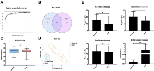 Figure 2 Overall structure of microbiota in KLA mice and controls. (A) The species accumulation curve (smooth tendency) shows sufficient sample numbers in a boxplot of the observed species. The X-axis indicates the number of samples and the Y-axis shows the observed species (OTU number). (B) The OTU Venn diagram shows the OTUs that overlap in KLA mice and healthy controls. (C) Alpha diversity (Shannon index) of 16S rRNA genes from KLA mice and healthy controls. (D) PLS-DA score plot of species abundance in samples from individuals with KLA and healthy controls. PERMANOVA with the Bray–Curtis distance was used to assess the significance of differences between the two groups (P= 0.002). (E) Abundance of discriminative OTUs in the taxonomic distributions at the family levels between KLA mice and healthy controls. P-values are determined by two-tailed Wilcoxon rank-sum test (C) and two-sample t-test (E) (N = 15); *P < 0.05, ***P < 0.001 as compared with healthy controls.