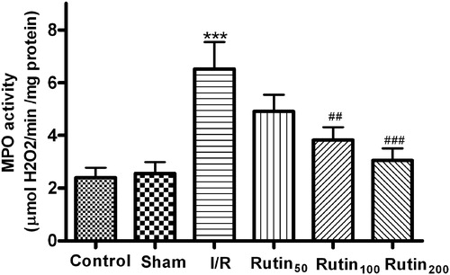 Figure 3. Effects of different doses of rutin on the MPO activity in the gastric mucosal after I/R in rats. Animals were all subjected to 30 min ischemia and 1 h reperfusion. Vehicle or different doses of drugs were administered for five consecutive days before gastric mucosal injury. Data are the mean ± SEM for six to eight animals. ***p < 0.001 compared with the sham group; ##p < 0.01, ###p < 0.001 compared with the I/R control.