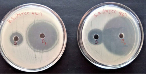 Figure 10. Antimicrobial activity against gram positive bacteria (Bacillus subtilis MTCC 441, Staphylococcus aureus MTCC 96).