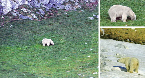 Figure 1. Polar bear grazing on polar scurvy grass below the seabird colony in Hornsund; another individual defecating below the bird cliff after feeding on scurvy grass.