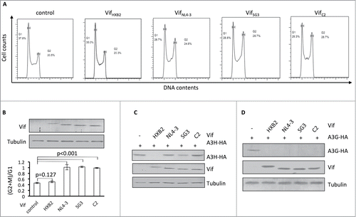 Figure 2. Vifs that are capable of G2 arrest cannot induce the depletion of APOBEC3H. (A) Representative flow cytometry data for cell cycle regulation by different Vifs in HEK293T cells. (B) Bar chart representing the (G2/M)/G1 ratios for HEK293T cells transfected with different Vif expression vectors. The Western blotting results (above) indicate the expression levels of Vif proteins. (C) Western blotting results for APOBEC3H levels in the presence of different Vif proteins in HEK293T cells. (D) Western blotting results for APOBEC3G levels in the presence of different Vif proteins in HEK293T cells