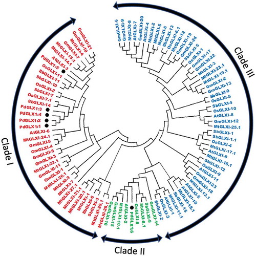 Figure 5. Phylogenetic analysis of Glyoxalase-I proteins identified from P. dactylifera L. and other plant species. Circular tree constructed for the GLXI proteins from P. dactylifera L., Arabidopsis thaliana, Oryza sativa, Sorghum bicolor, Medicago sativa, and Glycine max using Neighbor-Joining method in MEGA X with 1000 bootstrap replicates. The protein sequences are characterized as Clade I for Ni2+-dependent proteins, Clade II for Zn2+-dependent proteins, and Clade III for GLX-like proteins