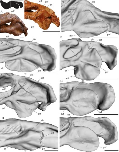 FIGURE 6. Surface scans and photos of the angular region in anomodonts showing surface features in left lateral view. A, photo of Ulemica invisa (PIN 157/1112); B, photo of Suminia getmanovi (PIN 2212/62); C, Eodicynodon oosthuizeni (BPI/1/6230); D, Pristerodon mackayi (BP/1/6685); E, Emydops arctatus (BP/1/1307); F, Kembawacela kitchingi (NHCC LB18); G, Cistecephalus microrhinus (BP/1/253); H, Tropidostoma microtrema (SAM-PK-8633); I, Lystrosaurus curvatus (BP/1/5086). Box on silhouette illustrates location of images. Areas filled with hashed lines indicate external mandibular fenestra. Solid, curved lines in C and G mark the posterior edge of the preserved reflected lamina. Photo in B courtesy of Brandon Peecook. Abbreviations: adf, anterodorsal fossa; af, anterior fossa; avf, anteroventral fossa; dn, dorsal notch; pdf, posterodorsal fossa; pvf, posteroventral fossa; vf, ventral fossa. Scale bars equal 1 cm.