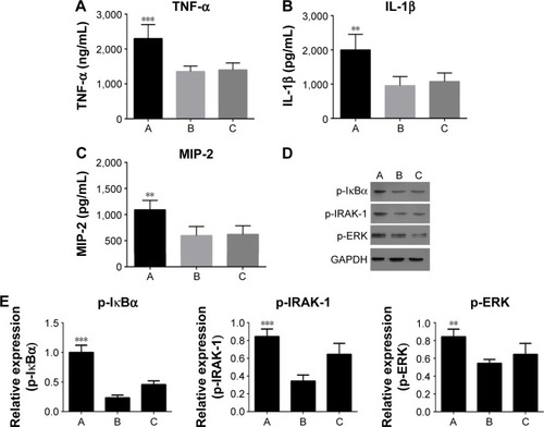 Figure 7 Effect of miR-344b-1-3p inhibitor on the expressions or phosphorylation of downstream proteins of TLR2 in vitro.