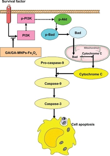 Figure 7 The mechanism of GA/GA-MNPs-Fe3O4 on apoptosis of LOVO cells.Notes: →, Promote; ⇢, inhibit; ⇥, block.Abbreviations: MNPs-Fe3O4, magnetic nanoparticles containing Fe3O4; GA, gambogic acid.