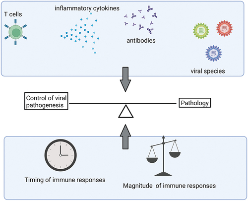 Figure 1. Innate and adaptive immune responses can contribute to control of encephalitic alphavirus infection or can augment pathogenesis depending on a number of factors. Created with Biorender.com.