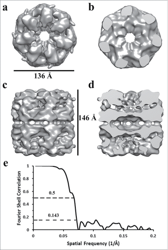 Figure 5. Iso-surface representation of the Human Mitochondrial APO-Hsp60 Reconstruction. a) Top view depicting the 7-fold arrangement of the Hsp60 subunits. b) The equatorial domains of the Hsp60 tetradecamer. c) Side-view orthogonal to the 7-fold axis showing the two heptameric rings that make-up the Hsp60 tetradecamer. d) Slab view displaying the interior of the tetradecamer and the inter-ring space. e) Fourier Shell Correlation (FSC) curve used to determine the resolution of the Hsp60 reconstruction at the 0.5 cutoff = 15 Å resolution, and the 0.143 cutoff = 14 Å resolution. The FSC curve shows that the data used for the reconstruction is self-consistent.