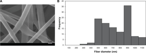 Figure 2 (A) SEM micrograph of electrospun PVA fibers; (B) fiber diameter distribution of PVA fibers.Abbreviations: SEM, scanning electron micrograph; PVA, polyvinyl alcohol.