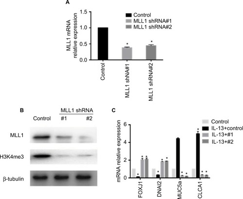 Figure 3 Knockdown of MLL1 reversed IL-13-induced changes of gene expression in HNEpC.Notes: (A) MLL1 mRNA and (B) protein expression were measured upon MLL1 silencing. (C) Relative mRNA expression of nasal epithelial hallmark genes upon MLL1 knockdown in IL-13-treated HNEpC. Data are expressed as mean ± SD. *P < 0.05; Student’s t-test.Abbreviation: HNEpC, human nasal epithelial cells.