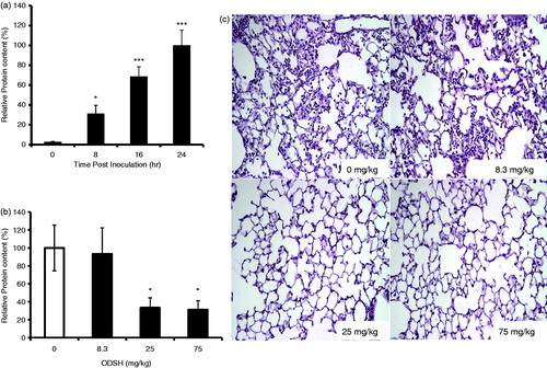 Figure 2. ODSH ameliorates PA-induced acute lung injury. In a mouse model of infection-induced acute lung injury, mice were inoculated intratracheally with 0.5 × 108 CFU PA and euthanized at different timepoints post-infection (n = 3–5 mice/group). (a) Total protein contents in BAL samples of non-ODSH-treated mice that were isolated at different timepoints post-inoculation are presented as percentage of total protein content in samples at 24 h post-infection. *p ≤ 0.05 and ***p ≤ 0.001 compared to value at 0 h. (b, c) Mice were treated with different doses of ODSH or saline (control) at both 0 and 12 h post-intra-nasal inoculation with 5 × 108 CFU PA and then euthanized at 24 h to harvest BAL and lung tissues in the same experiments noted in Figure 1. (b) Total protein content was determined in BAL samples from PA-infected mice treated with different doses of ODSH or saline and presented as a percentage of control group value. *p ≤ 0.05 vs control group. (c) Right lungs of mice with PA infection and treated with different levels of ODSH in same experiments as mentioned in Figure 1 were fixed in formalin. Representative images of lung sections (stained with hematoxylin and eosin) from mice treated with different doses of ODSH or saline. Magnification = 10×. Data and images represent at least four independent experiments for each dose; n > 12 for each group.