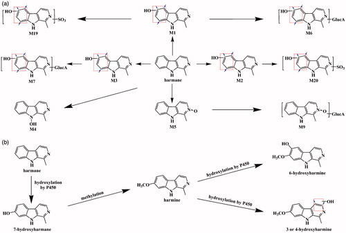 Figure 7. Proposed metabolic pathways of harmane: the present proposed metabolic pathways of harmane in rats after intravenous and oral administration of harmane at doses of 1.0 and 30.0 mg/kg, respectively (a); the published proposed metabolic pathways for harmane and harmine (b) (Guan et al. Citation2001).